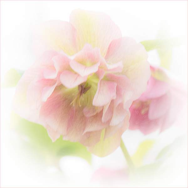 Double Hellebore.jpg